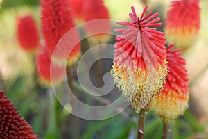Red Kniphofia flower photo