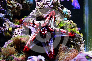 Red Knob Sea Star Protoreaster linckii photo