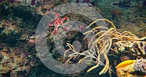 Red knob sea star, spine species of starfish from the Indo-Pacific. Five arms. Skeleton supports large central disk