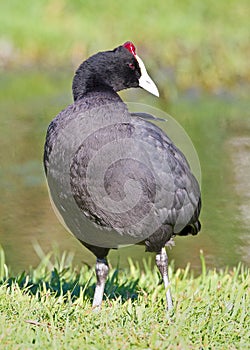 Red Knobbed Coot