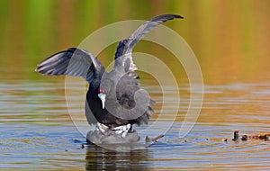 Red-knobbed Coot or Crested Coot