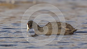 Red-knobbed Coot Eating Weed