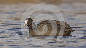 Red-knobbed Coot Eating Weed