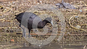 Red-knobbed Coot Feeding