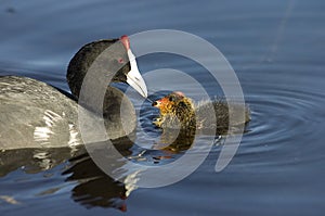 Red Knobbed Coot feeding Chick photo