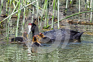 Red-knobbed Coot - Fulica cristata feeding her chicks.