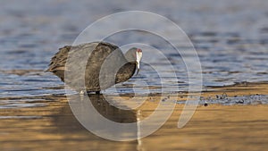 Red-knobbed Coot in Shallow Water
