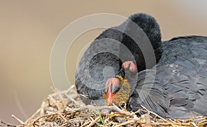 Red Knobbed Coot sitting on a nest with one chick protecting