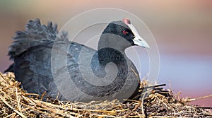 Red Knobbed Coot sitting on a nest to breed and hatch eggs