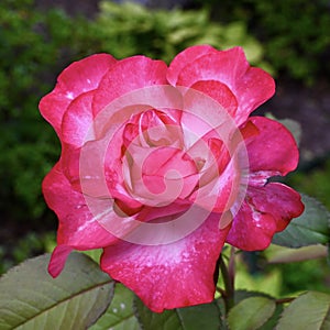 Red Knock Out Rose