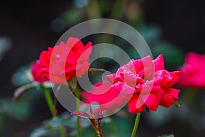 Red Knock Out Roses