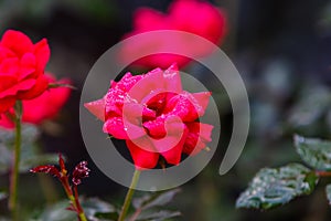 Red Knock Out Roses