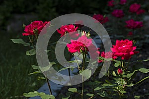 Red Knock Out Roses Blooming in a Garden with Dramatic Black Background