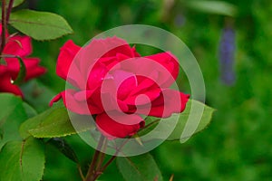 Red Knockout Rose against Green Background