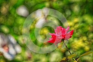 Red Knockout Rose in Bloom