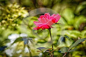 Red Knockout Rose in Bloom