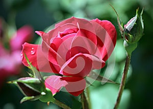 Red knockout rose with bud