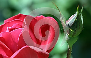 Red knockout rose with bud