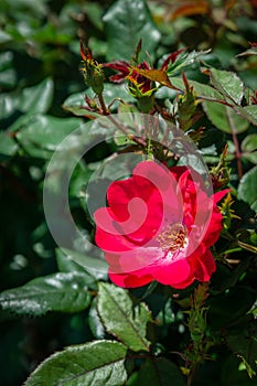 Red knockout rose bush