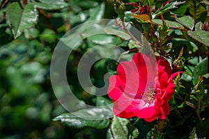 Red knockout rose on bush