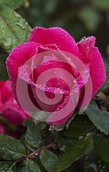 Red Knockout Rose after Rain Shower