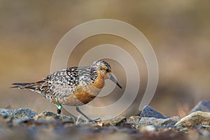 Red Knot