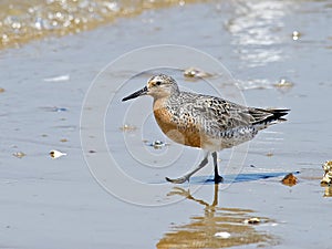 Red Knot on Beach