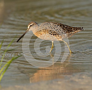 Red Knot in breeding plumage walking in shallow wa