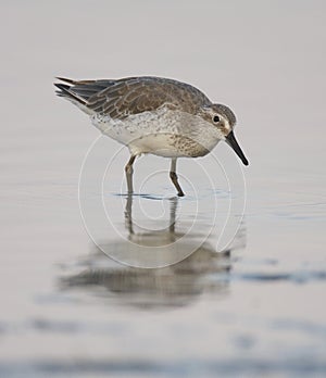 Red Knot, Calidris canutus