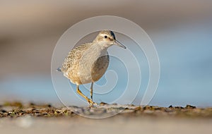 Red Knot - Calidris canutus - on the autumn migration