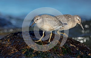 Red Knot - Calidris canutus - on the autumn migration way