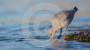 Red Knot - Calidris canutus - on the autumn migration way