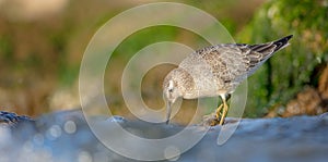 Red Knot - Calidris canutus - on the autumn migration way
