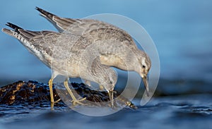 Red Knot - Calidris canutus - on the autumn migration way