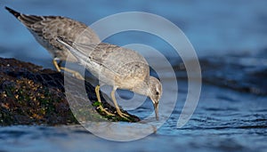 Red Knot - Calidris canutus - on the autumn migration way