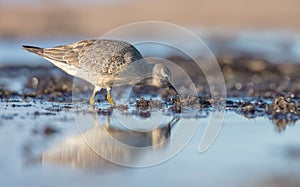 Red Knot - Calidris canutus - on the autumn migration way