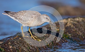 Red Knot - Calidris canutus - on the autumn migration way