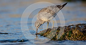 Red Knot - Calidris canutus - on the autumn migration way