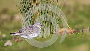 Red Knot