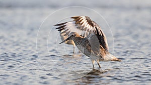 Red Knot Stretching Wings, San Carlos Bay, Bunche Beach Preserve photo