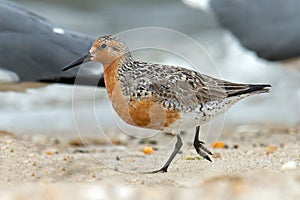 Red Knot photo