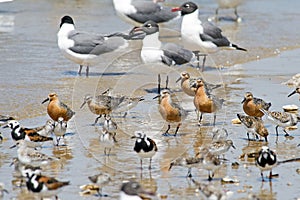 Red Knots on Beach