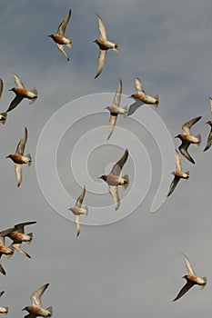 Red knots in flight