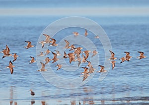 Red Knots in flight