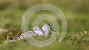 Red Knots