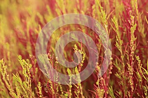 Red Kochia or Bassia scoparia selective focus by macro lens