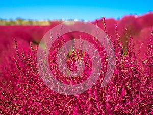 Red Kochia at Hitachi Seaside Park