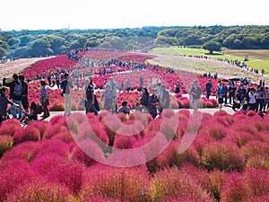 Red Kochia at Hitachi Seaside Park