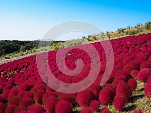 Red Kochia at Hitachi Seaside Park