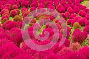 Red Kochia in japanese garden